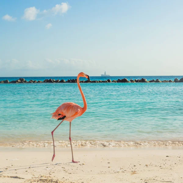 Um flamingo na praia — Fotografia de Stock
