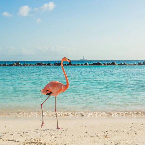 Un flamenco en la playa —  Fotos de Stock