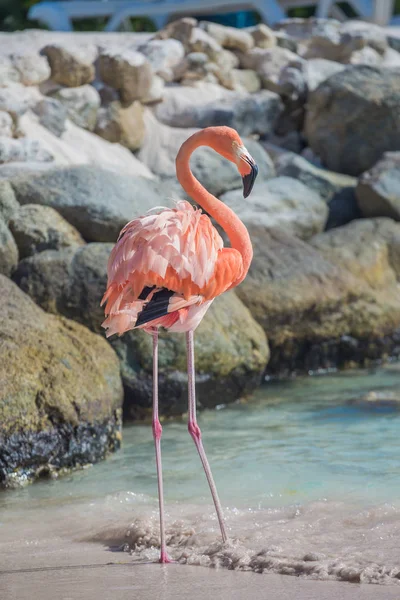 Um flamingo na praia — Fotografia de Stock