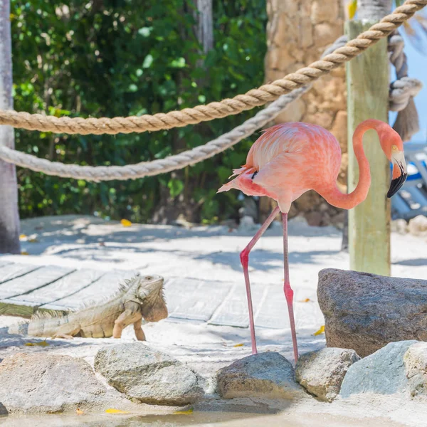 Flamingo e Iguana na praia — Fotografia de Stock