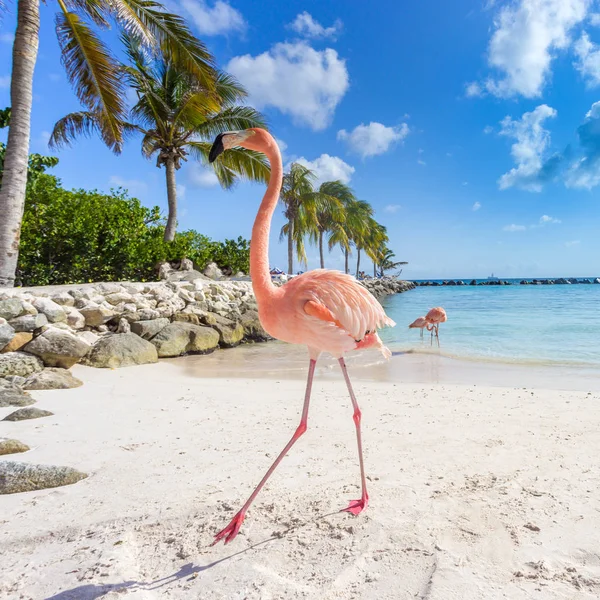 Три фламинго на пляже — стоковое фото