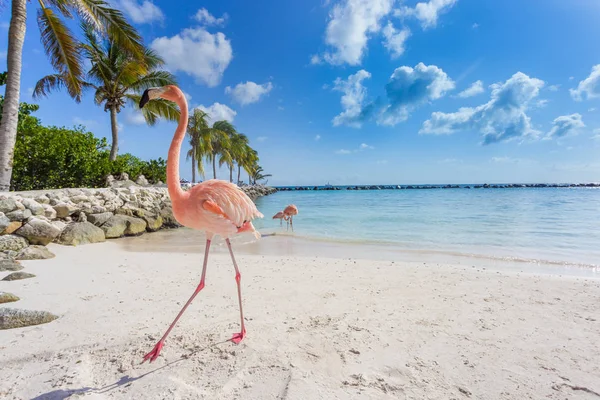 Três flamingos na praia Fotos De Bancos De Imagens Sem Royalties