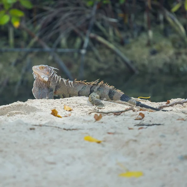 鬣蜥在阿鲁巴海滩. — 图库照片