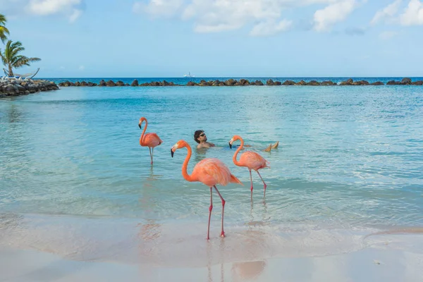 Praia de Flamingos. Aruba — Fotografia de Stock