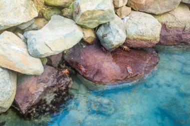 Aruba plaj üzerinde kırmızı Yengeç.