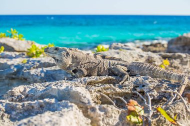 İguana yaban hayatı içinde. Cancun, Meksika