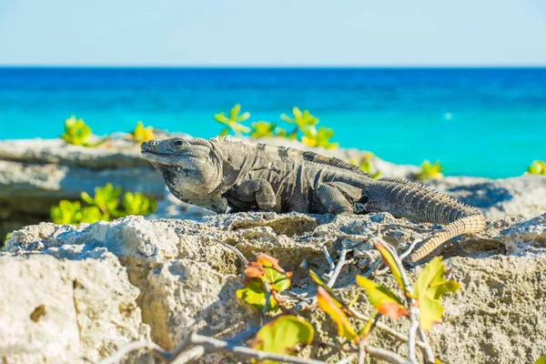 Iguana w dzikiej przyrody. Cancun, Meksyk — Zdjęcie stockowe