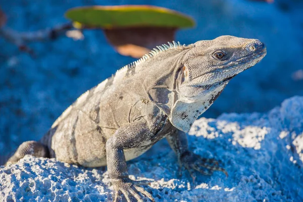 Leguan in freier Wildbahn. Cancun, Mexiko — Stockfoto