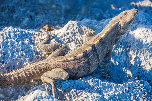 鬣蜥在野生动物。墨西哥坎昆 — 图库照片