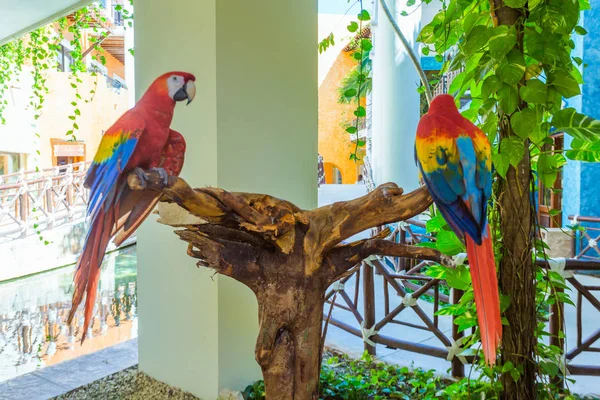 Dva papoušci červené — Stock fotografie