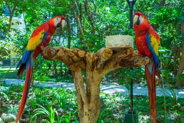 Dva papoušci červené — Stock fotografie