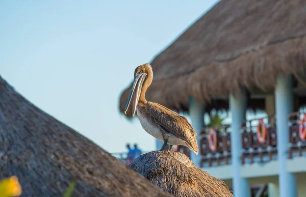 Pelicano na praia — Fotografia de Stock