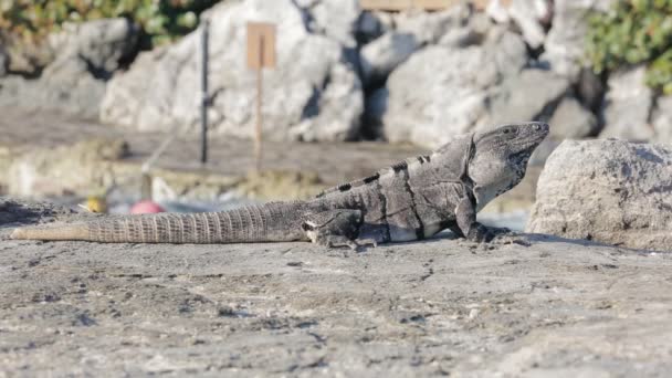 Meksika iguana yaban hayatı — Stok video