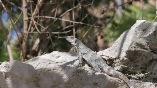 Mexicaanse leguaan wildlife — Stockvideo