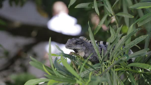 Iguana v divoké zvěře. Cancun, Mexiko — Stock video