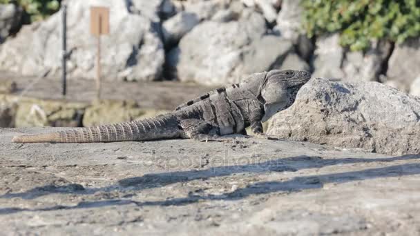 Mexikanska iguana vilda djur — Stockvideo