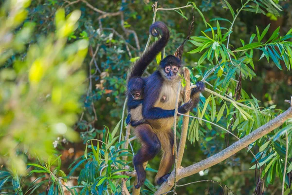 Spider monkey. Mexico — Stock Photo, Image