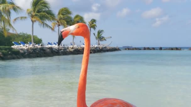 A flamingók a strandon. Aruba-sziget — Stock videók