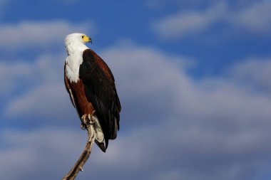 Afrika balık kartalı