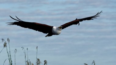 Afrika balık kartalı