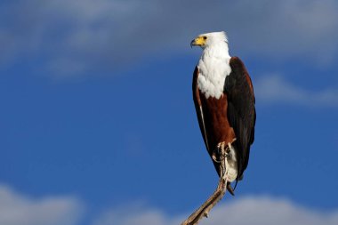 Afrika balık kartalı