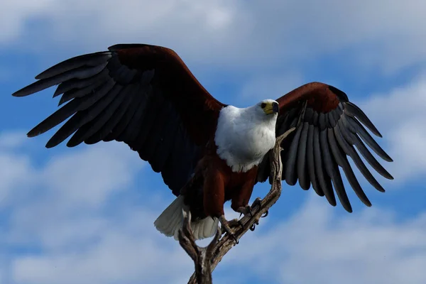 Águila africana — Foto de Stock