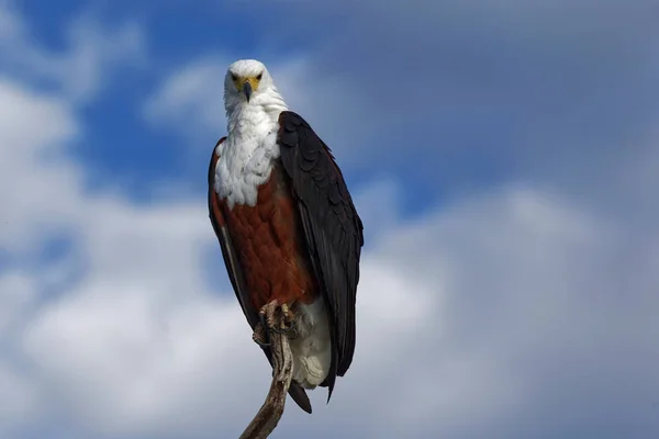 Afrikaanse zeearend Stockfoto