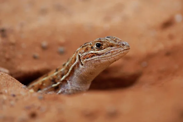 Lagarto de Bushfeld —  Fotos de Stock