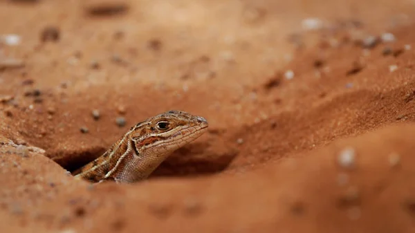 Bushfeld蜥蜴 — 图库照片