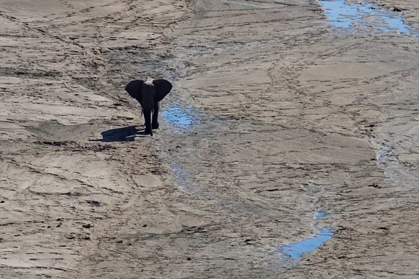 Elefant looking for water — Stock Photo, Image