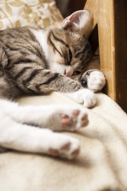 Kanepede uyuyan genç sevimli kedi