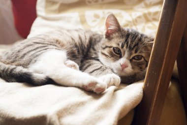 Kanepede uyuyan genç sevimli kedi