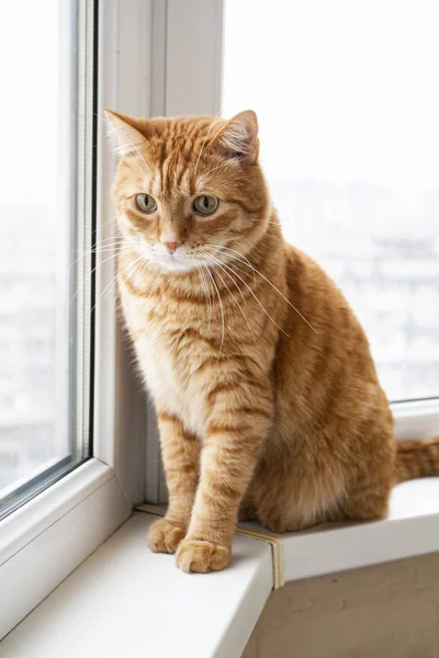 A handsome young red cat sits on a windowsill and looks in the w — Stockfoto