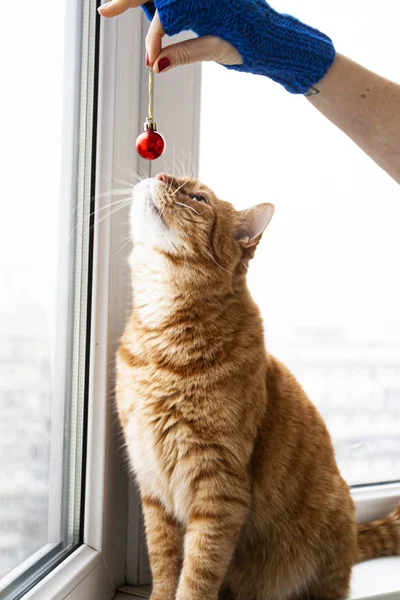 A handsome young red cat sits on a windowsill, sniffing a Christ — Stockfoto