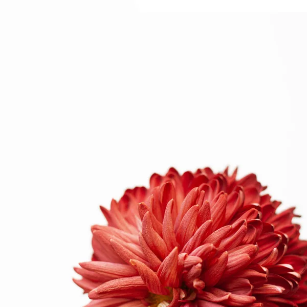 Červená velká chryzantéma na bílém plochém pozadí. Tvar nápisu. — Stock fotografie