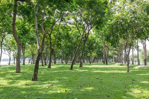 Parque verde público — Foto de Stock