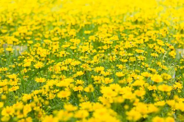 Dahlberg daisy, altın carpe çiçekler 