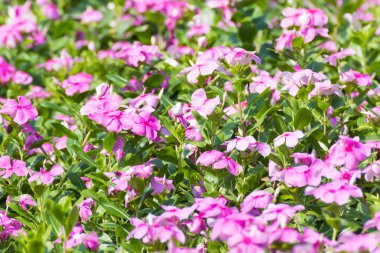 Bahçede Batı Hint deniz salyangozu