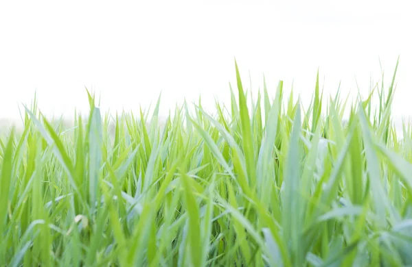 Green grass field in nature — Stock Photo, Image