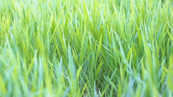 Green grass field in nature — Stock Photo, Image