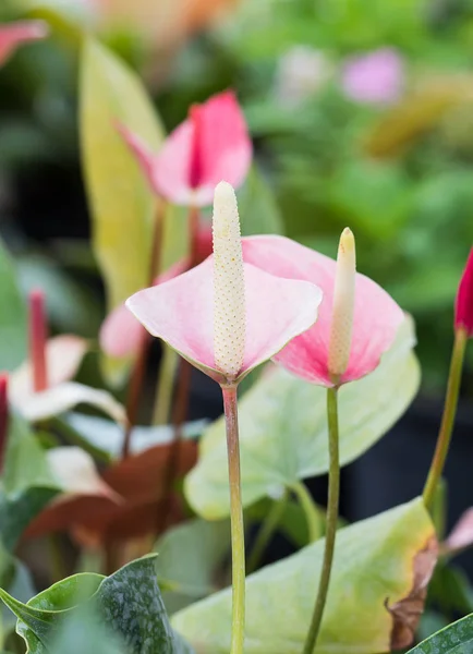Anthurium Blume im Garten — Stockfoto