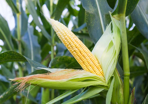 Kukorica a száron — Stock Fotó