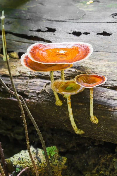 Paddestoelen op logs — Stockfoto