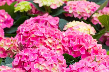 Ortanca Çiçek bahçesinde