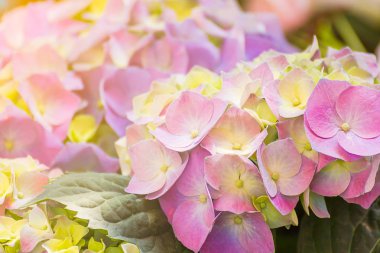 Ortanca Çiçek bahçesinde