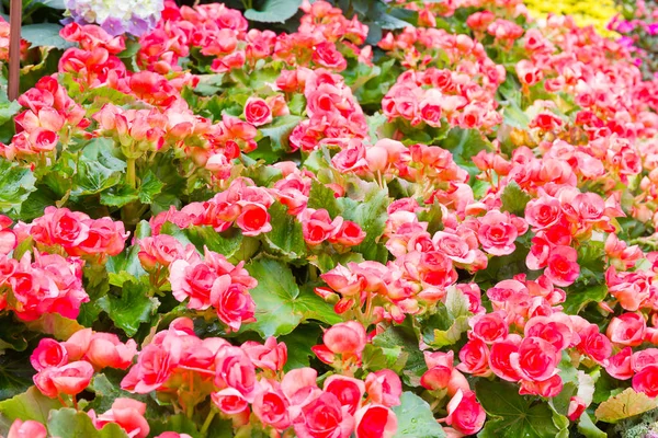 Begonia flor en el jardín —  Fotos de Stock