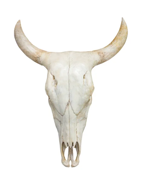 Crâne de vache tête sur blanc — Photo