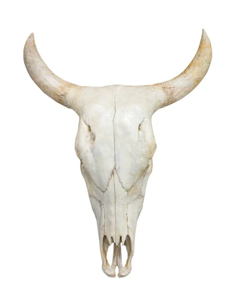 Head cow skull on white — Stock Photo, Image