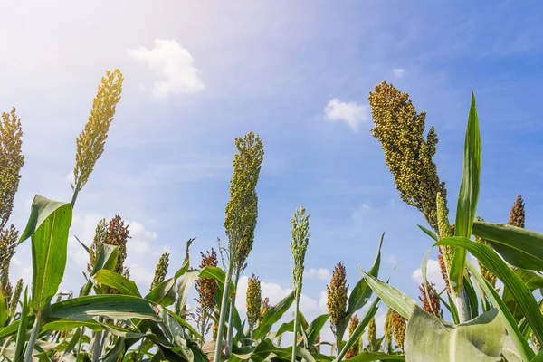 Millet veld met blauwe lucht — Stockfoto