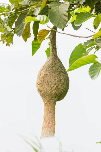 Baya tisserand oiseau nid sur l'arbre — Photo